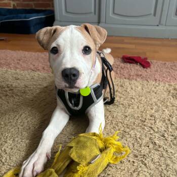 Primrose -  Pit Bull Terrier Dog for Adoption in Baltimore, Maryland - Primrose | PetCurious