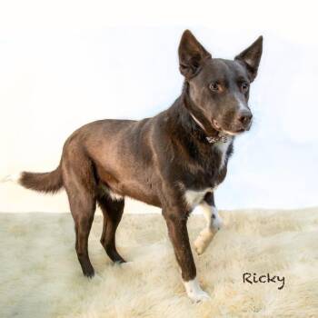 Ricky -  Shepherd and Mixed Breed Dog for Adoption in Northbrook, Illinois - Ricky | PetCurious