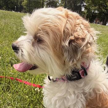 Shih Tzu Dogs Available for Adoption in Rockville, Maryland - Gregory | PetCurious
