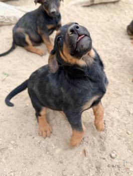 Doberman Pinscher and Mixed Breed Dogs Available for Adoption - Clancy | PetCurious