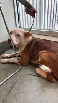 BELLA -  American Staffordshire Terrier Dog for Adoption in San Antonio, Texas - BELLA | PetCurious