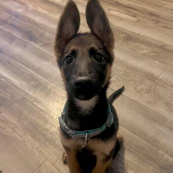 Star -  German Shepherd Dog Dog for Adoption in Brentwood, Tennessee - Star | PetCurious