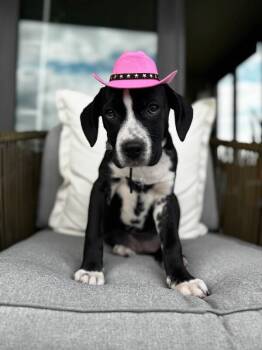 Hound and Pit Bull Terrier Dogs Available for Adoption in Friendswood, Texas - Margot Bunny Love | PetCurious