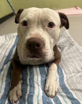 Rescue Pit Bull Terrier Dogs for Adoption in Indianapolis, Indiana - MARK | PetCurious