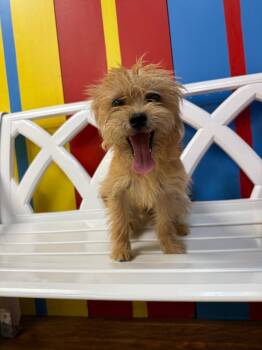 Mixed Breed Dogs Available for Adoption in Ocala, Florida - Luche | PetCurious