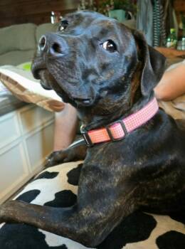 Sophia -  Pit Bull Terrier Dog for Adoption in Tulsa, Oklahoma - Sophia | PetCurious
