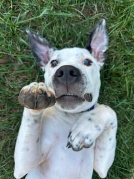 Samwise -  Mixed Breed Dog for Adoption in Cornelius, North Carolina - Samwise | PetCurious