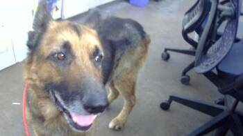 Mixed Breed Dogs Available for Adoption in Dallas, Texas - GARP | PetCurious