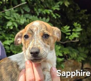 Rescue Australian Cattle Dog Blue Heeler and Beagle Dogs for Adoption in New York, New York - Rosalind | PetCurious