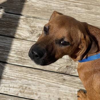 Rex -  Hound and Mixed Breed Dog for Adoption in Tulsa, Oklahoma - Rex | PetCurious