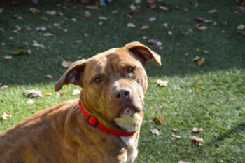 Rescue Mixed Breed Dogs for Adoption in West Chester, Pennsylvania - Charlie Fka Carrie | PetCurious