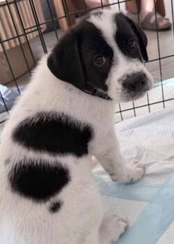 George -  Great Pyrenees Dog for Adoption - George | PetCurious