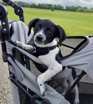 Harley Davidson -  Pointer and Spaniel Dog for Adoption in Poplar Grove, Illinois - Harley Davidson | PetCurious