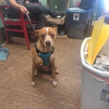 Reese -  Cattle Dog and Chihuahua Dog for Adoption in Madill, Oklahoma - Reese | PetCurious