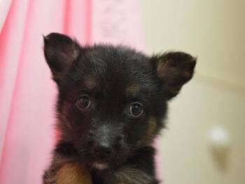Mocha -  German Shepherd Dog and Pomeranian Dog for Adoption in Portland, Oregon - Mocha | PetCurious
