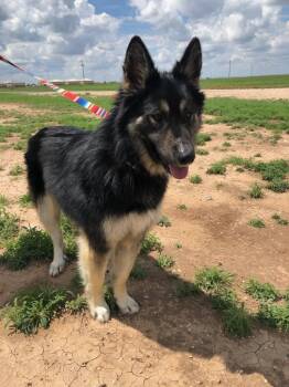 Rescue German Shepherd Dog Dogs for Adoption in Amarillo, Texas - Oso | PetCurious