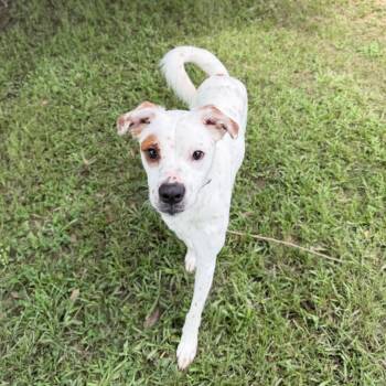 Cayenne Carly -  Australian Cattle Dog Blue Heeler and Labrador Retriever Dog for Adoption in Carencro, Louisiana - Cayenne Carly | PetCurious