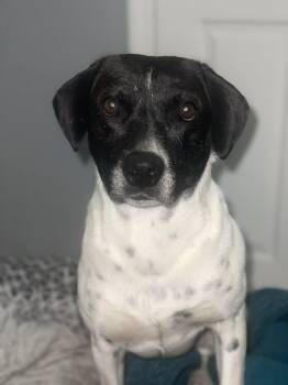 English Pointer Dogs Available for Adoption - Minnie | PetCurious