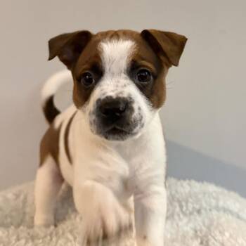 Hound Dogs Available for Adoption - Daphne | PetCurious