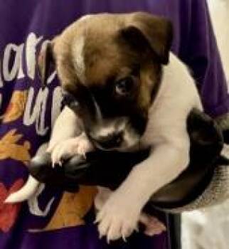Orzo -  Mixed Breed Dog for Adoption in Lawrenceville, Georgia - Orzo | PetCurious