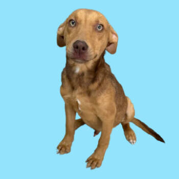 Rescue Mountain Cur and Labrador Retriever Dogs for Adoption in Tuscaloosa, Alabama - TUSC-Stray-82641 | PetCurious