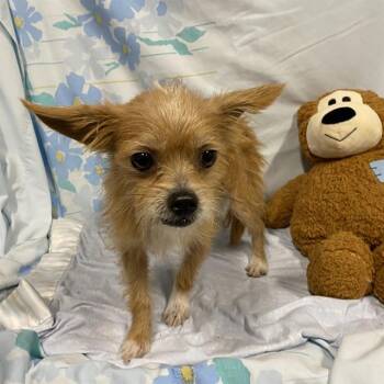 TATER -  Norwich Terrier and Mixed Breed Dog for Adoption in Modesto, California - TATER | PetCurious