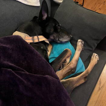 Rescue German Shepherd Dog and Australian Kelpie Dogs for Adoption in Hayward, California - Sigmond | PetCurious