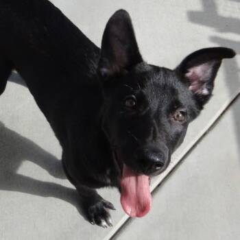 Rescue German Shepherd Dog and Belgian Shepherd Malinois Dogs for Adoption in Riverside, California - Crosby | PetCurious