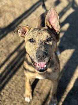 Black Mouth Cur and Terrier Dogs Available for Adoption - Bobo | PetCurious