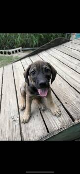 Mixed Breed Dogs Available for Adoption in Portland, Oregon - Scooter | PetCurious
