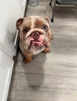 Tyson -  English Bulldog Dog for Adoption in San Rafael, California - Tyson | PetCurious