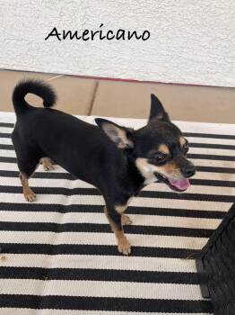 Rescue Chihuahua Dogs for Adoption in Las Vegas, Nevada - Americano | PetCurious