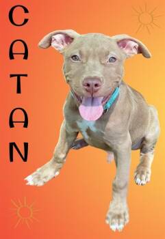 CATAN -  Pit Bull Terrier and Mixed Breed Dog for Adoption in Sarasota, Florida - CATAN | PetCurious