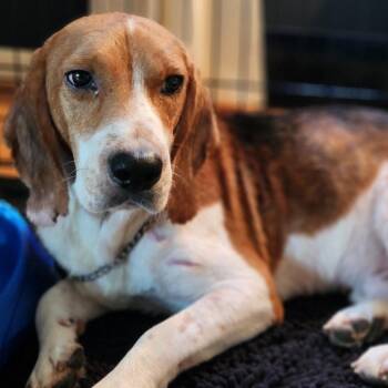 Izzy -  Beagle and Mixed Breed Dog for Adoption in Dayton, Ohio - Izzy | PetCurious