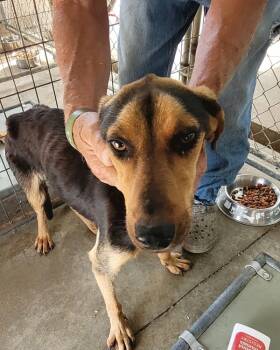 Rescue Coonhound Dogs for Adoption in Paris, Kentucky - Portia | PetCurious