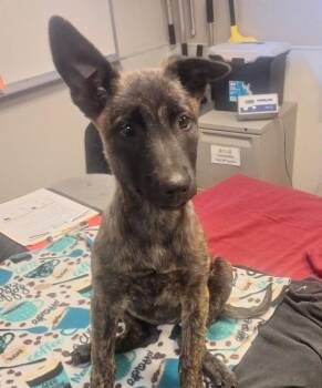 Belgian Shepherd Malinois and Shepherd Dogs Available for Adoption in Oakland, California - Capital One | PetCurious