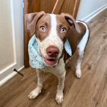 Jesse Freckles -  German Shorthaired Pointer and Pit Bull Terrier Dog for Adoption in Friendswood, Texas - Jesse Freckles | PetCurious