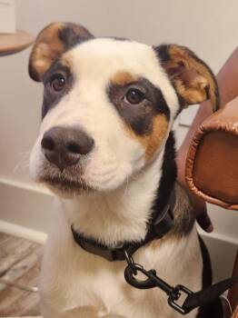 Labrador Retriever and Saint Bernard Dogs Available for Adoption in Andover, Massachusetts - Bear | PetCurious