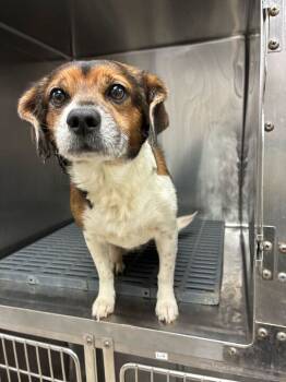 Rescue Beagle Dogs for Adoption in Marietta, Georgia - Woody | PetCurious