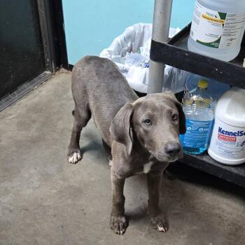 Fergie -  Blue Lacy and Mixed Breed Dog for Adoption in Graham, Texas - Fergie | PetCurious