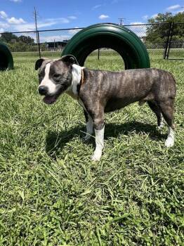 CHANCE -  American Bulldog and Mixed Breed Dog for Adoption in Winter Haven, Florida - CHANCE | PetCurious