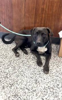 Rescue Labrador Retriever Dogs for Adoption in Aurora, Illinois - Bono | PetCurious