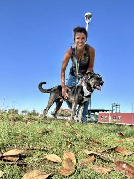 APOLLO -  Dutch Shepherd and Australian Kelpie Dog for Adoption in Chandler, Arizona - APOLLO | PetCurious
