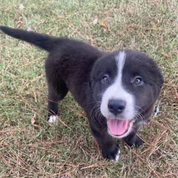 Millie -  Retriever Dog for Adoption in Glocester, Rhode Island - Millie | PetCurious