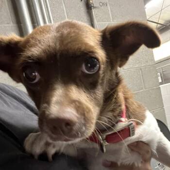 Chihuahua Dogs Available for Adoption in Yuma, Arizona - Jenny | PetCurious