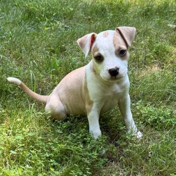 Liberty -  Terrier and Boxer Dog for Adoption in Waxhaw, North Carolina - Liberty | PetCurious