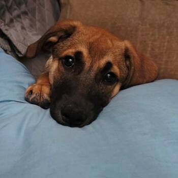 Denver -  Labrador Retriever and German Shepherd Dog Dog for Adoption in Dayton, Ohio - Denver | PetCurious