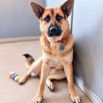 Monty -  Mixed Breed Dog for Adoption in Truckee, California - Monty | PetCurious