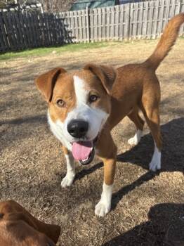 Rescue Labrador Retriever and Husky Dogs for Adoption in Carrollton, Virginia - Picasso | PetCurious