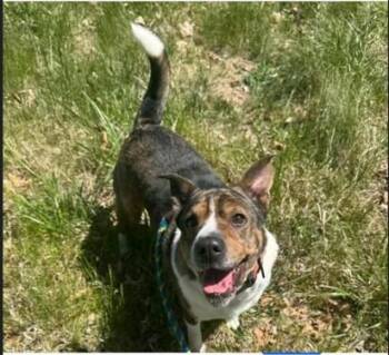 Corgi and Mixed Breed Dogs Available for Adoption in Christiansburg, Virginia - Levi | PetCurious